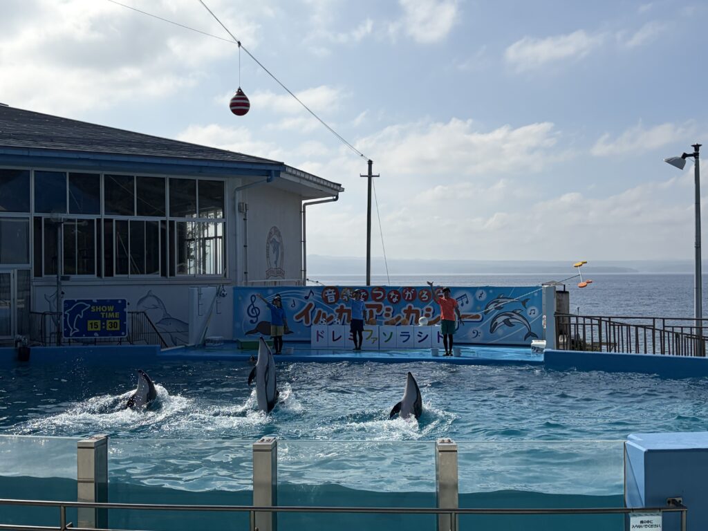 Dolphins at Notojima Aquarium