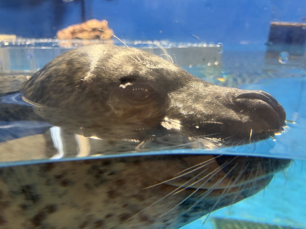 A seal at Notojima Aquarium